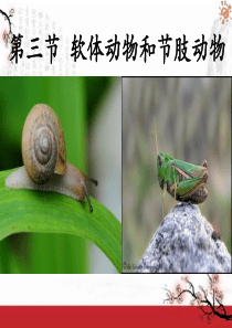 人教版八年级生物上册第一章第三节软体动物和节肢动物