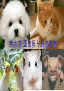 蛋白质与宠物营养