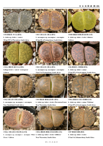 生石花图谱(第2版修正)