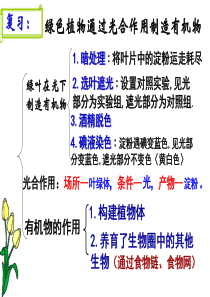 第一节光合作用吸收二氧化碳释放氧气