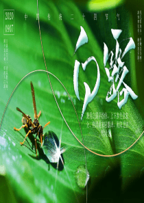 传统节气白露介绍ppt