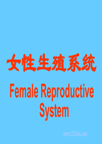 女性生殖系统解剖生理课件PPT