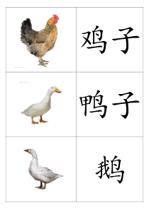 动物卡片(幼儿识图)