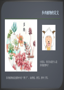多肉植物（幼儿园）
