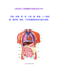 人体内脏分布图