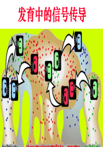 发育生物学——胚胎发育的信号传导途径