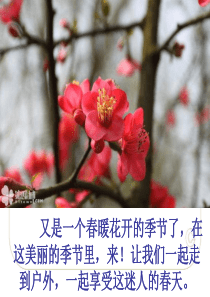 16《和我们一样享受春天好课件