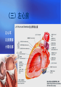 心脏三维解剖分析(左心)