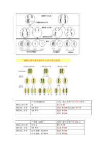 减数分裂染色体异常归纳和练习