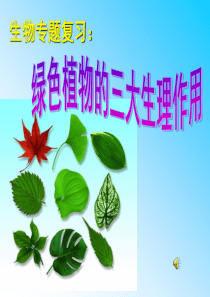绿色植物的三大生理作用专题