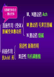 药理学胆碱受体激动药