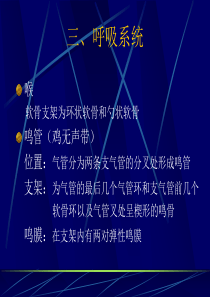 鸡的解剖-呼吸系统-泌尿系统-生殖系统