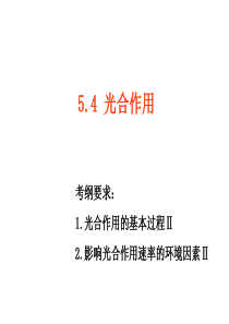 光合作用一轮复习