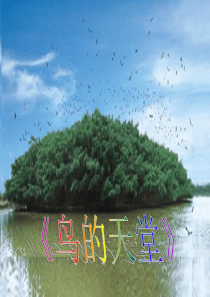 《鸟的天堂》ppt课件3