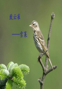 《致云雀》精选教学PPT课件