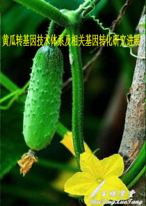 基因工程上课讲幻灯片最新