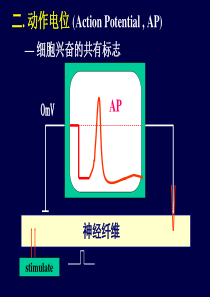 动作电位