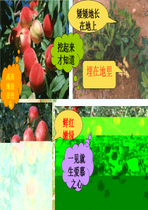 落花生(微课)ppt
