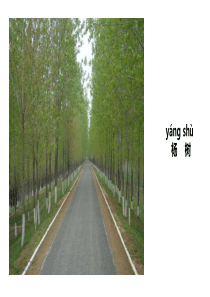 部编版二年级上册《树之歌》(部编)