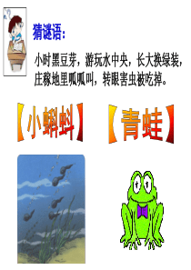部编本1《小蝌蚪找妈妈》新插图