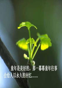五年级上册《桂花雨》完美版