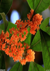 桂花-作文ppt-PPT课件