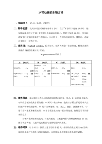 水稻幼苗的水培方法