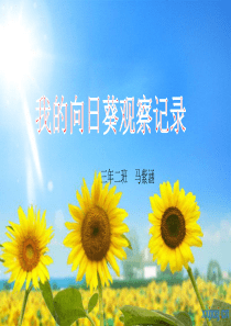 我的向日葵观察记录