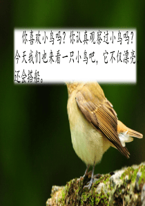 《搭船的鸟》人教部编版课件1