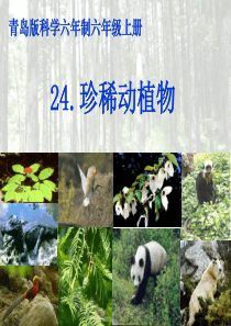 珍稀动植物(课件)