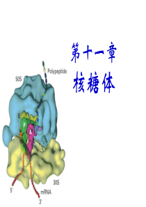 第十一章核糖体
