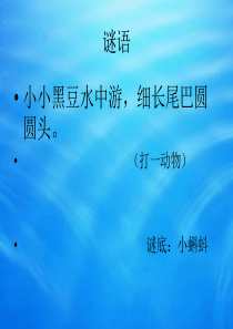 《小蝌蚪》课件