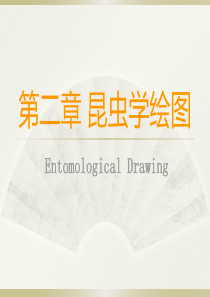 第二章昆虫绘图技术