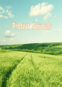 Protect-Animals