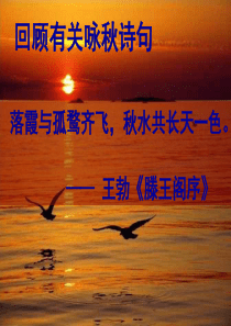 《故都的秋》ppt课件