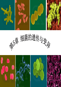 病原微生物细菌的遗传与变异
