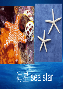 海洋生物英语词汇ppt课件