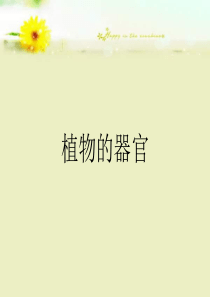 植物的器官课件(60张)
