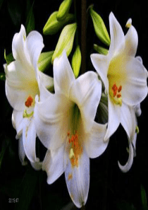 《百合花》省级优质课一等奖
