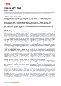 Tricine–SDS-PAGE