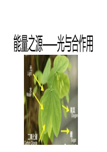 高中生物-光合作用