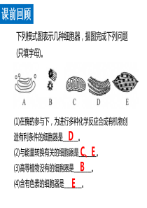 3.3-细胞核—系统的控制中心-课件-人教版高中生物必修一