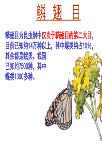 鳞翅目昆虫(好)