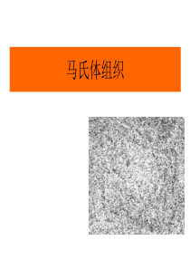 马氏体PPT