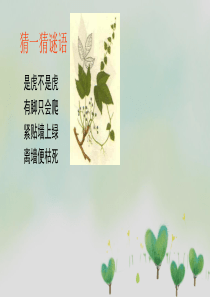【部编版】爬山虎的脚PPT教学课件1