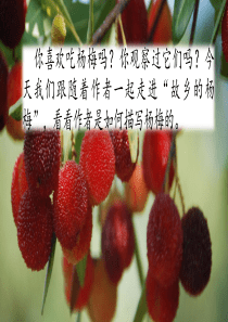 三年级上册语文课件-习作例文：我爱故乡的杨梅人教(部编版)-(共26张PPT)