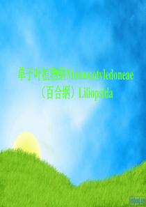 单子叶植物-PPT精选