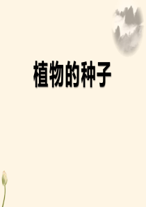 《植物的种子》ppt课件