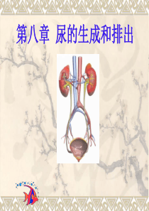 尿的生成和排出