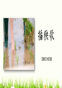 插秧歌教学课件(共14张PPT)